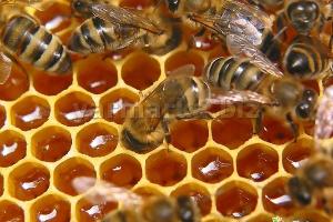 Ищу оптовых покупателей  на мёд.  Город Ишимбай